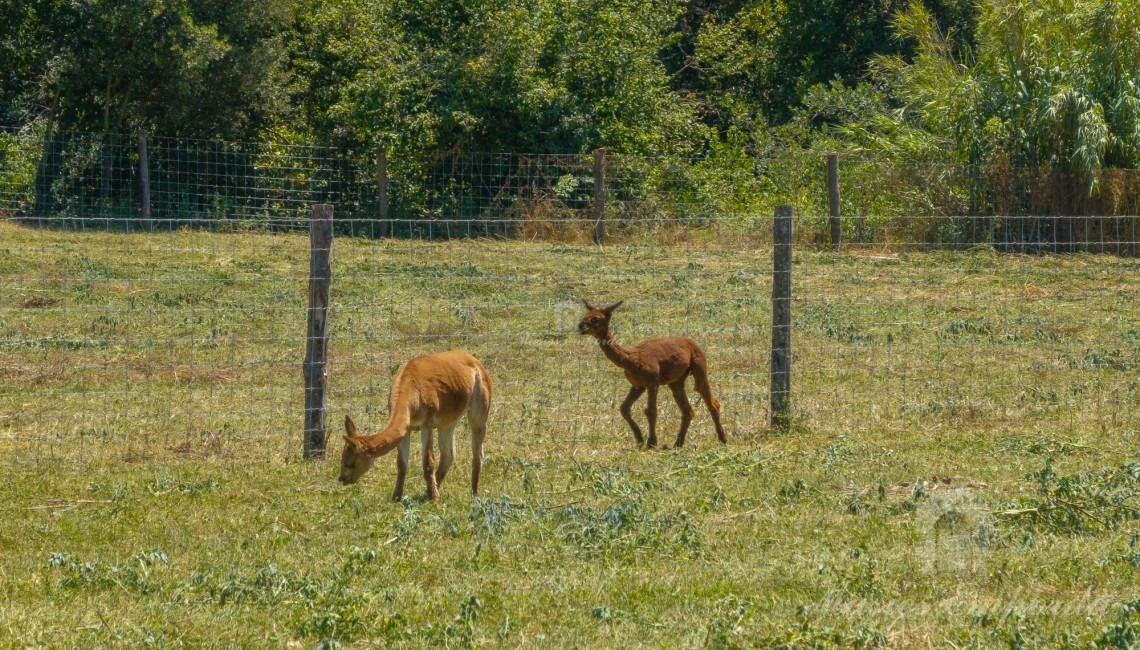 Views of the fields around the farmhouse