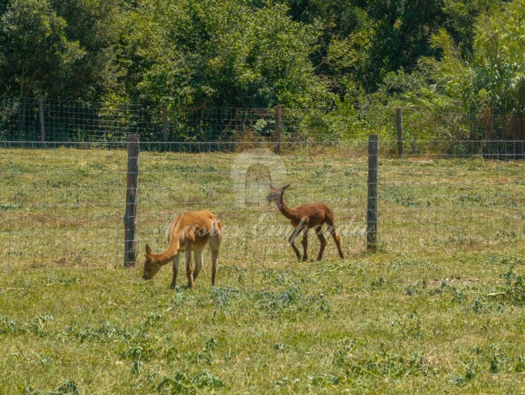 Views of the fields around the farmhouse